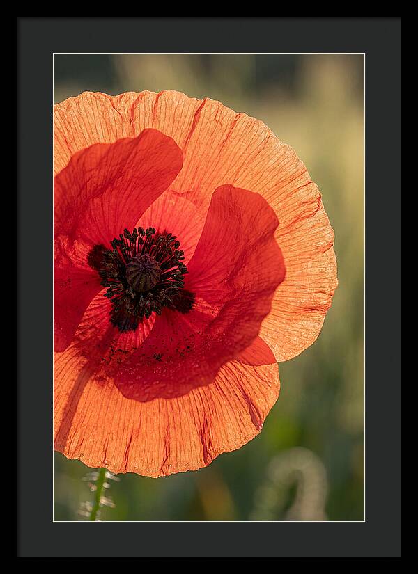 Poppy Petals In Bloom