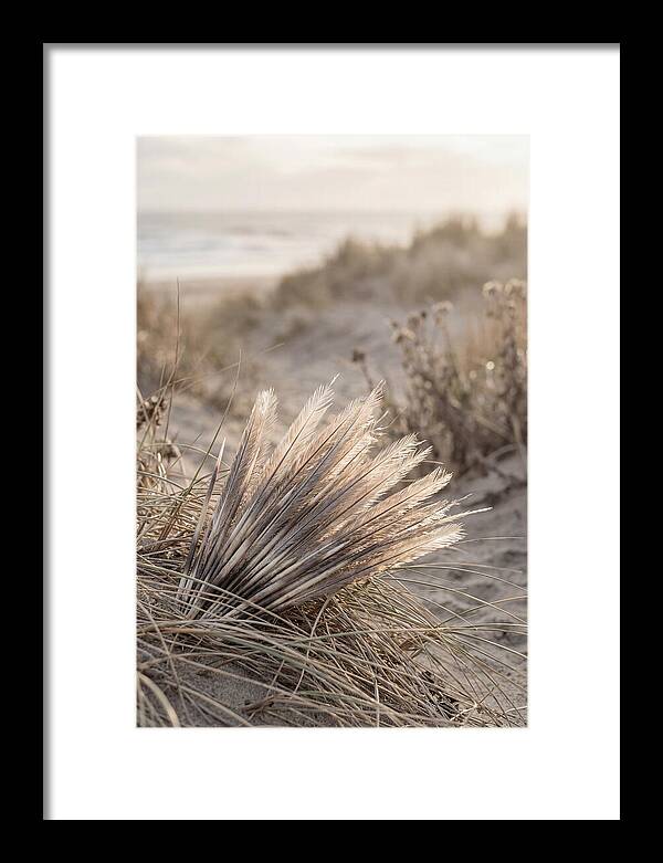 Porcupine Quills Catching Light