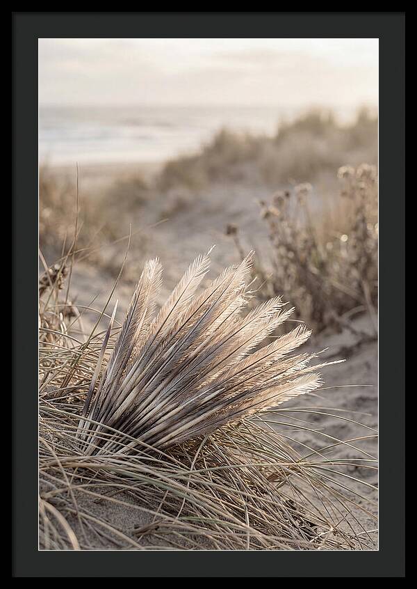 Porcupine Quills Catching Light