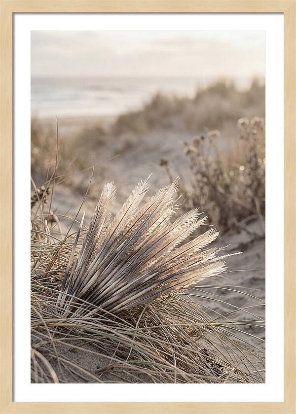 Porcupine Quills Catching Light