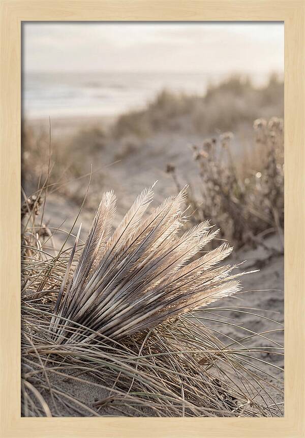 Porcupine Quills Catching Light