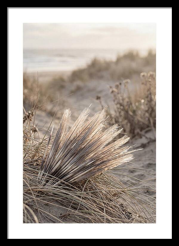 Porcupine Quills Catching Light
