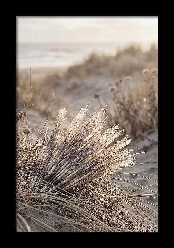 Porcupine Quills Catching Light