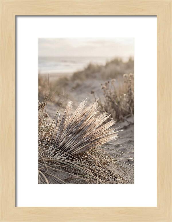 Porcupine Quills Catching Light