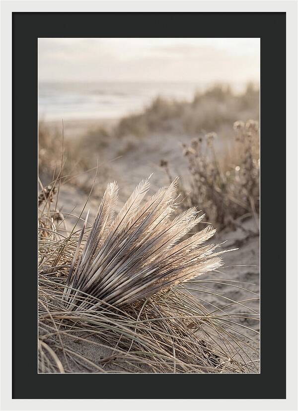 Porcupine Quills Catching Light