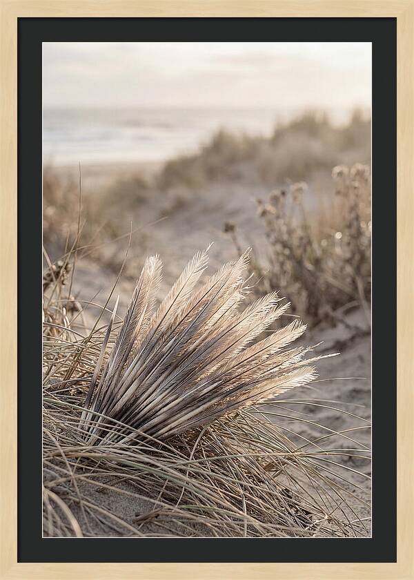 Porcupine Quills Catching Light