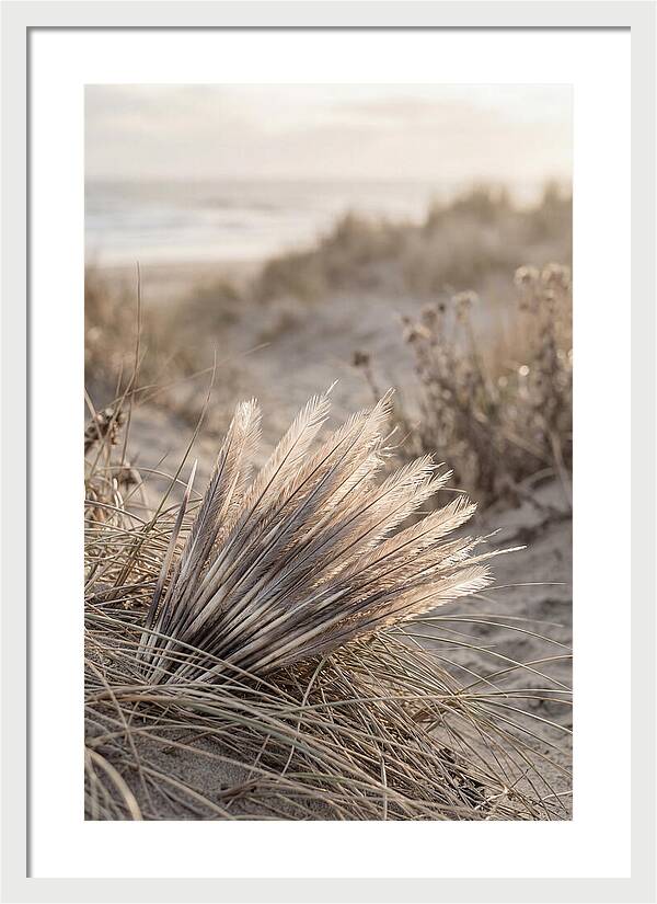 Porcupine Quills Catching Light