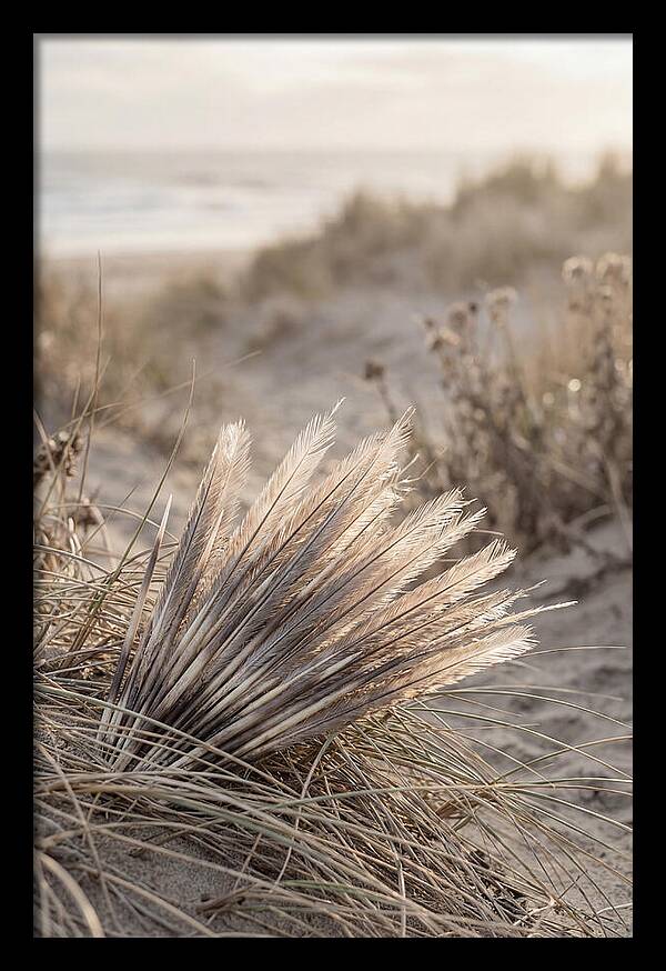 Porcupine Quills Catching Light