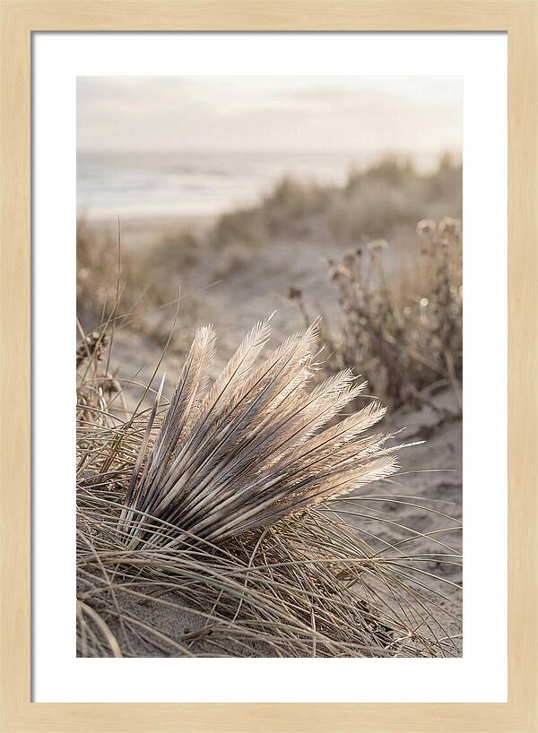 Porcupine Quills Catching Light