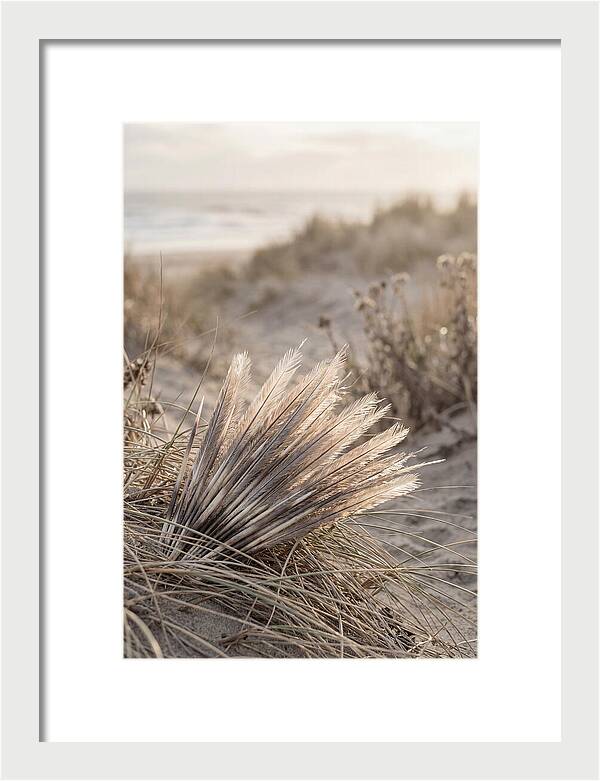 Porcupine Quills Catching Light