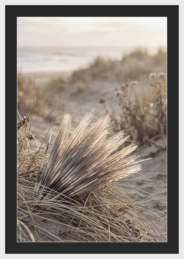 Porcupine Quills Catching Light