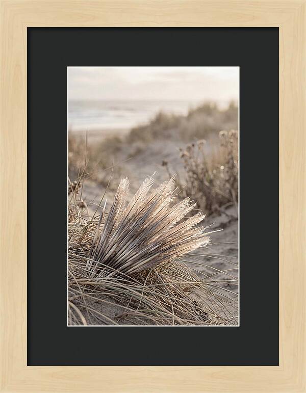 Porcupine Quills Catching Light