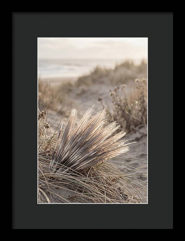 Porcupine Quills Catching Light