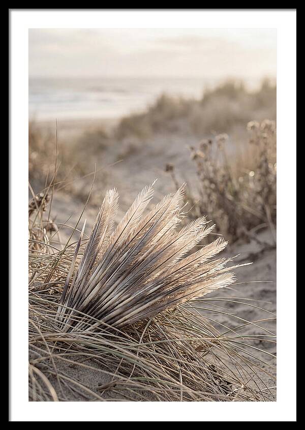 Porcupine Quills Catching Light