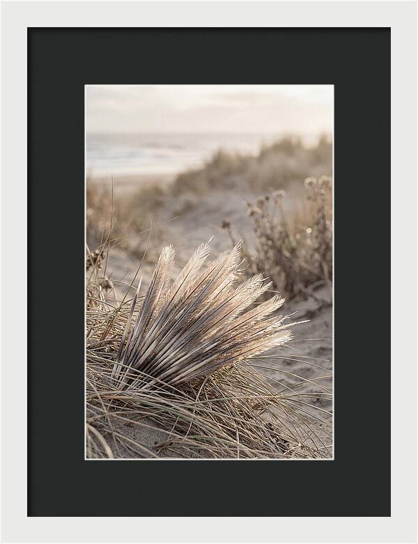 Porcupine Quills Catching Light