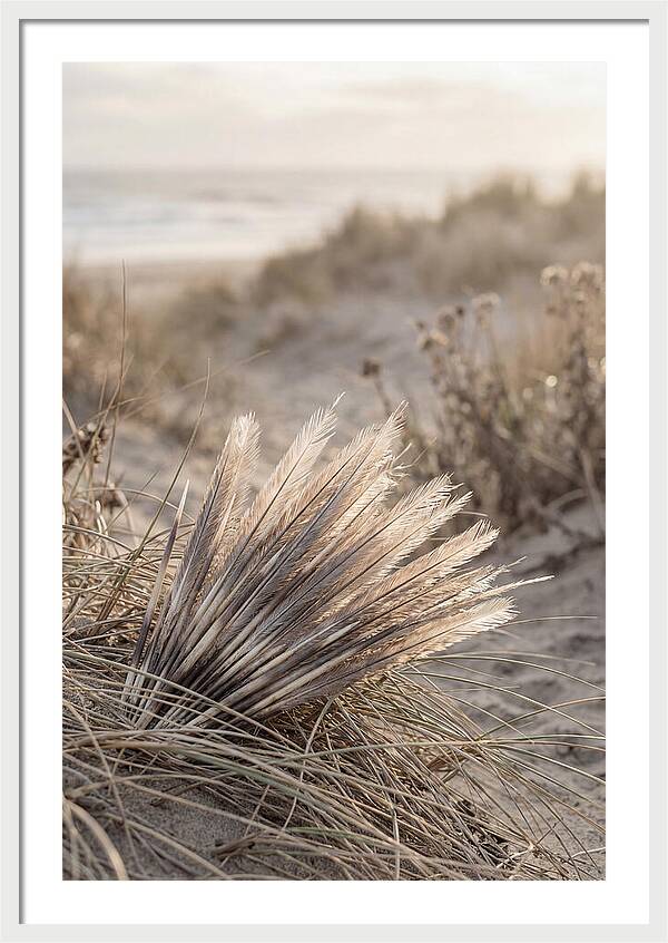 Porcupine Quills Catching Light