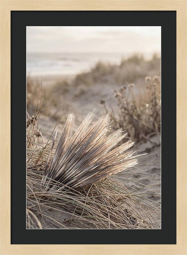 Porcupine Quills Catching Light