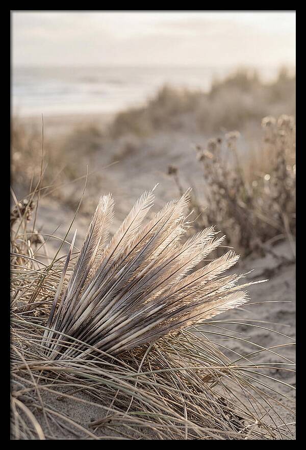 Porcupine Quills Catching Light