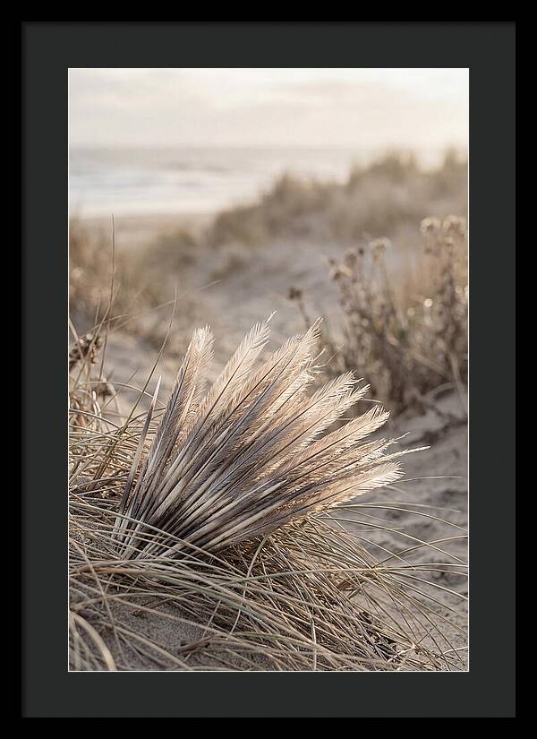 Porcupine Quills Catching Light