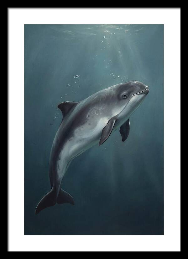 Porpoise Swimming Gracefully