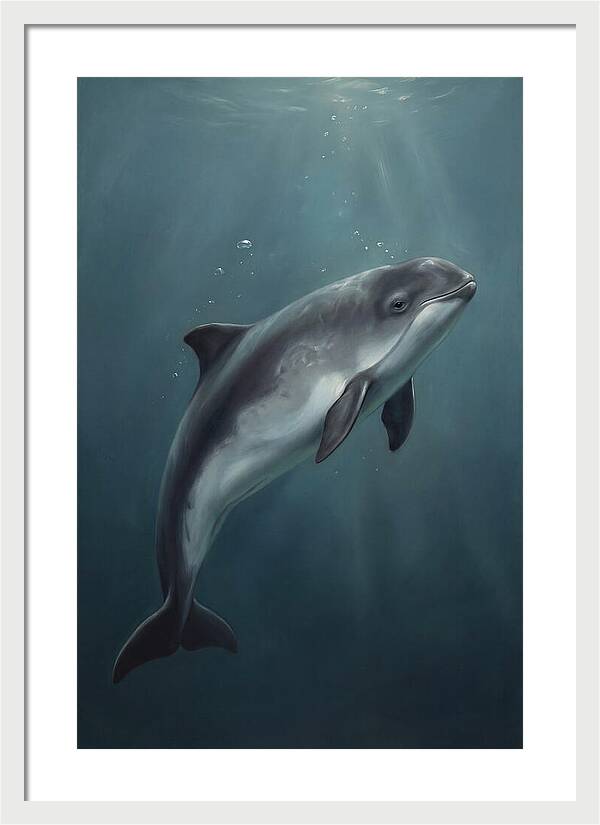 Porpoise Swimming Gracefully