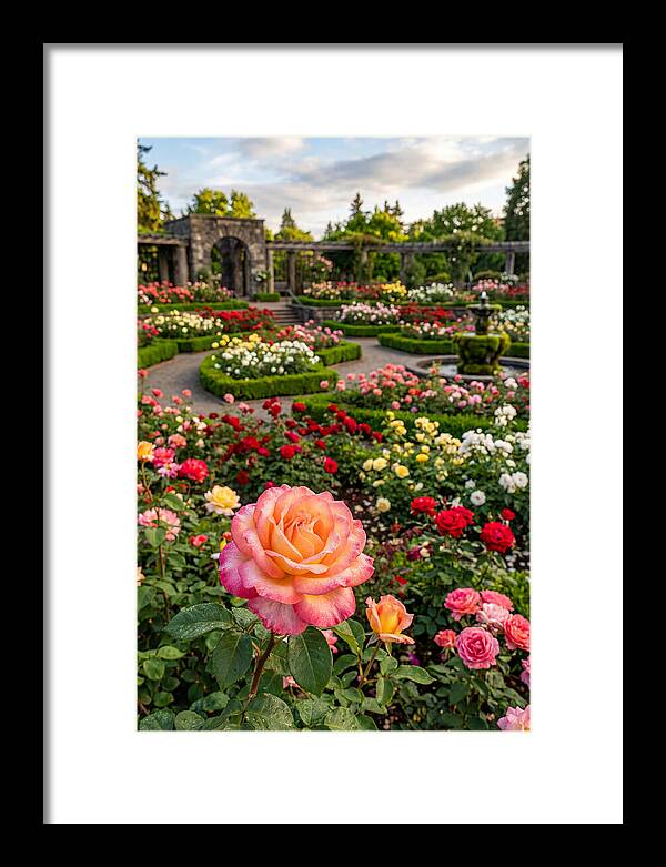 Portland Rose Garden Serenity