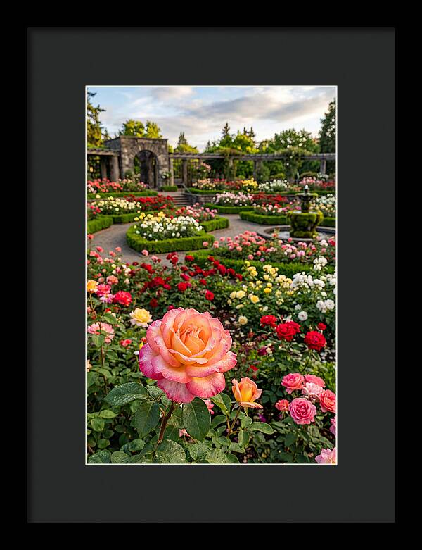 Portland Rose Garden Serenity