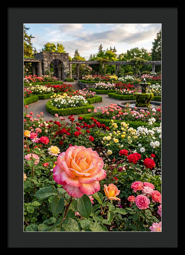 Portland Rose Garden Serenity
