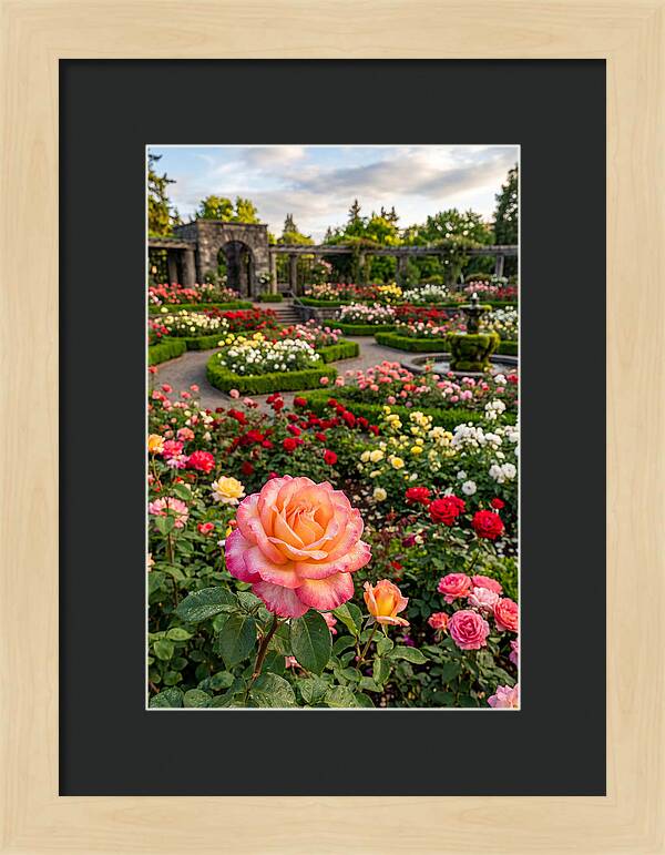 Portland Rose Garden Serenity