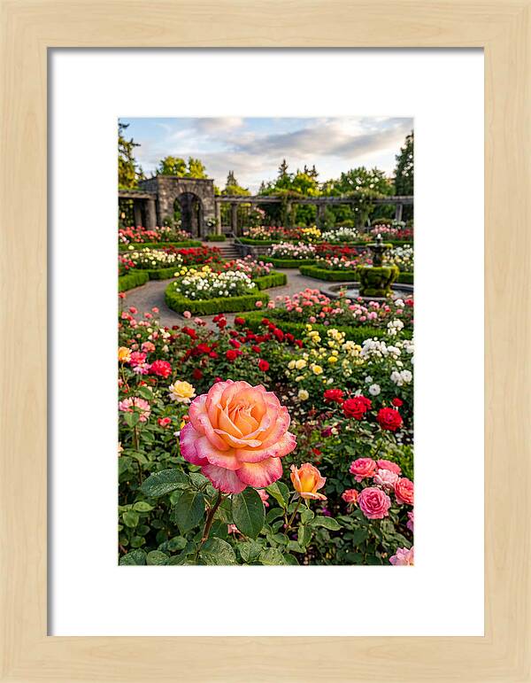 Portland Rose Garden Serenity
