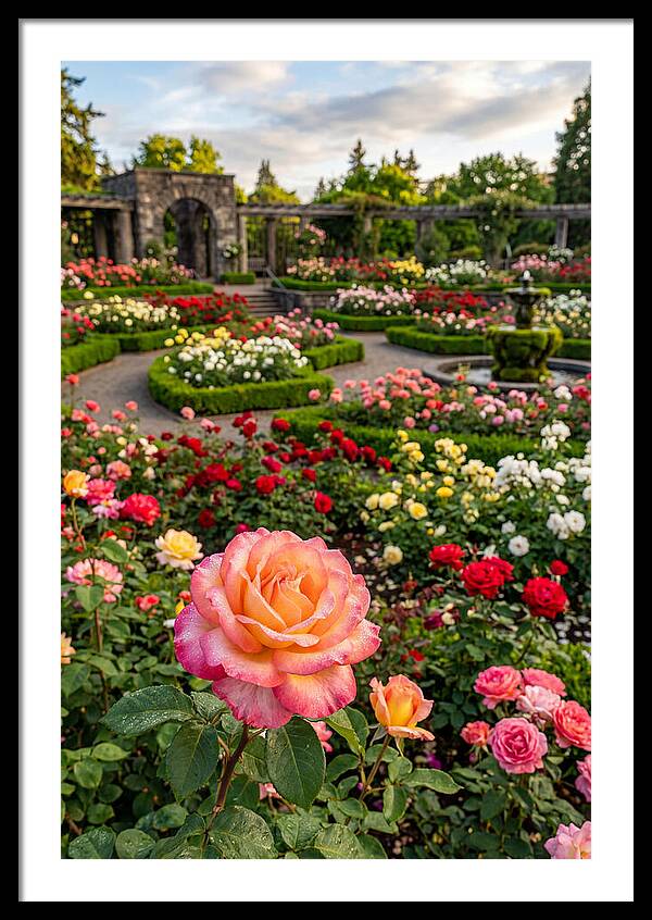 Portland Rose Garden Serenity