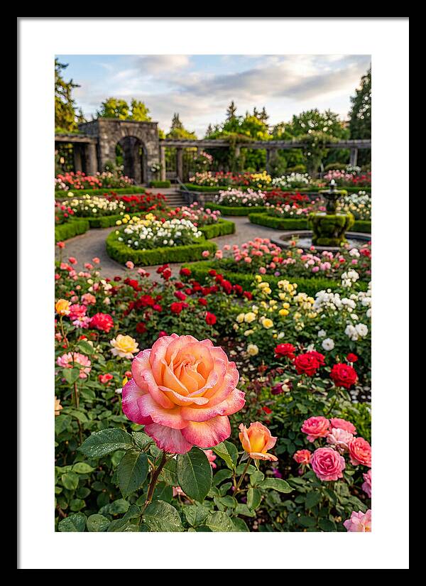 Portland Rose Garden Serenity