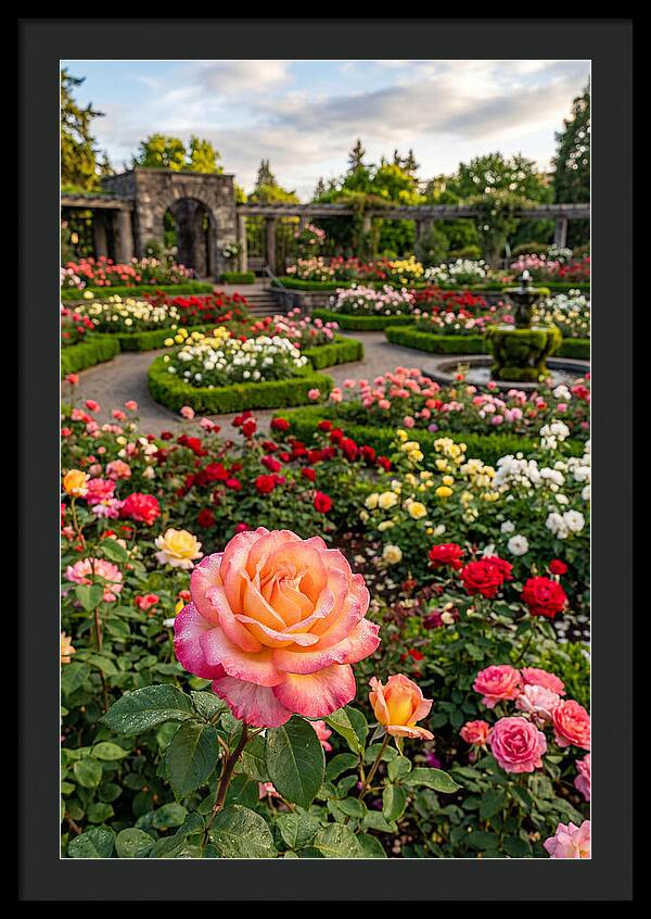 Portland Rose Garden Serenity