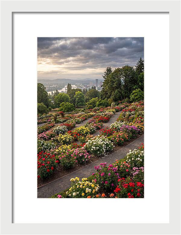 Portlands Blooming Tranquility