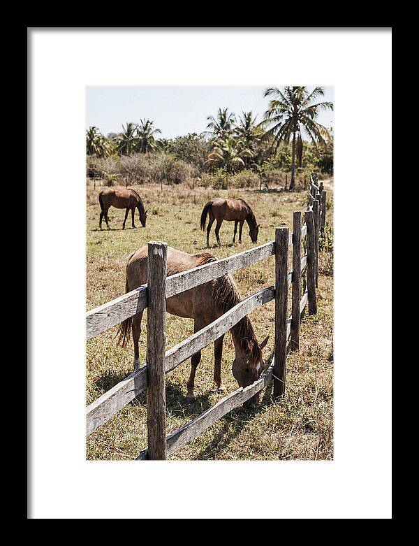 Post And Rail Fence With Horses