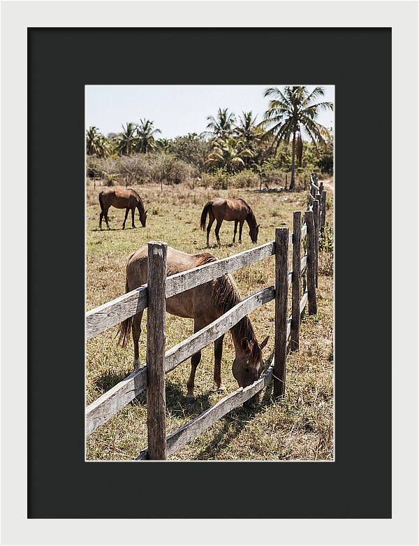 Post And Rail Fence With Horses