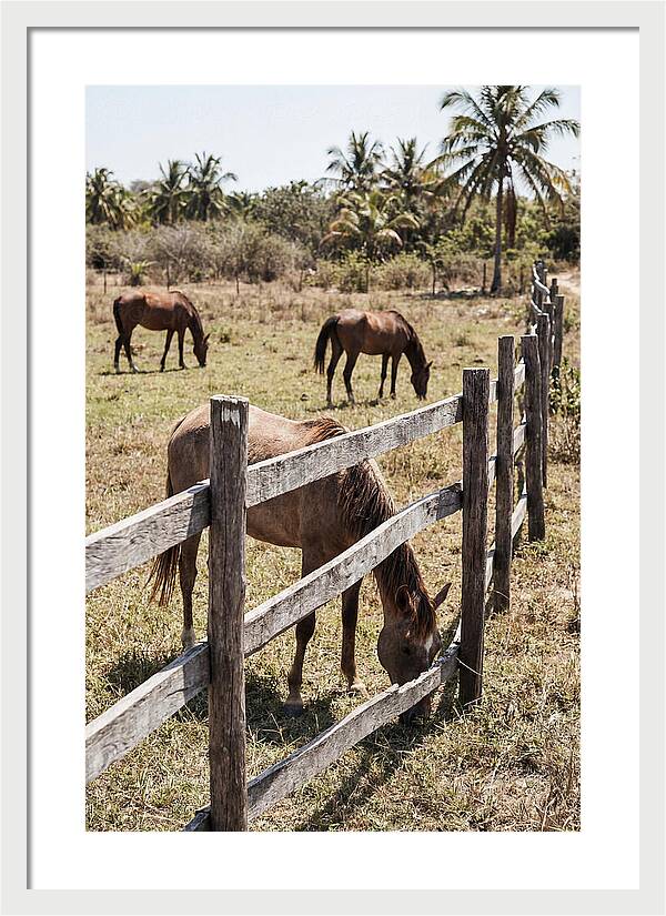 Post And Rail Fence With Horses