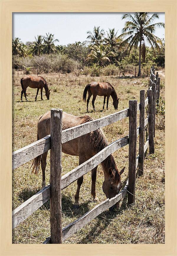 Post And Rail Fence With Horses