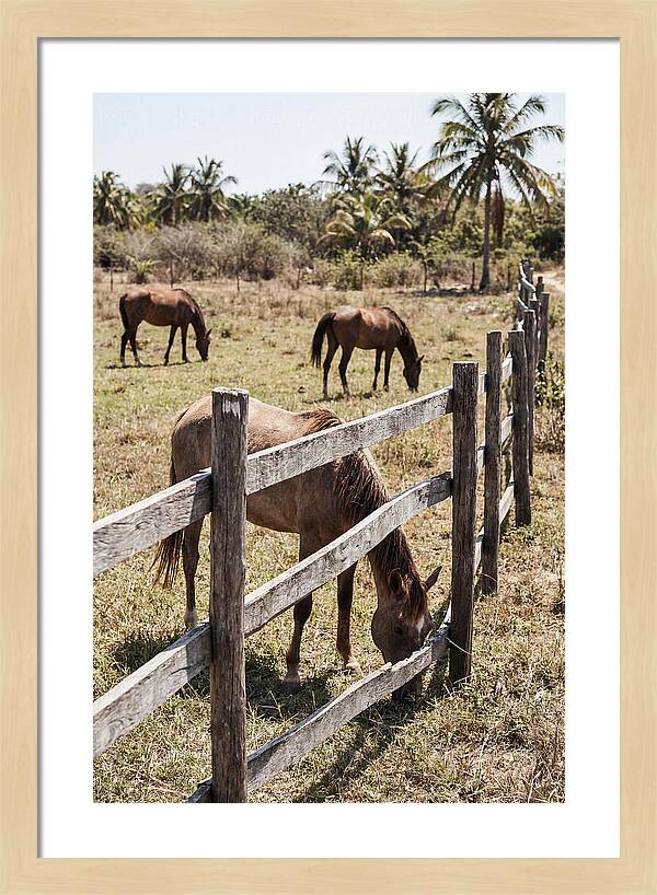 Post And Rail Fence With Horses
