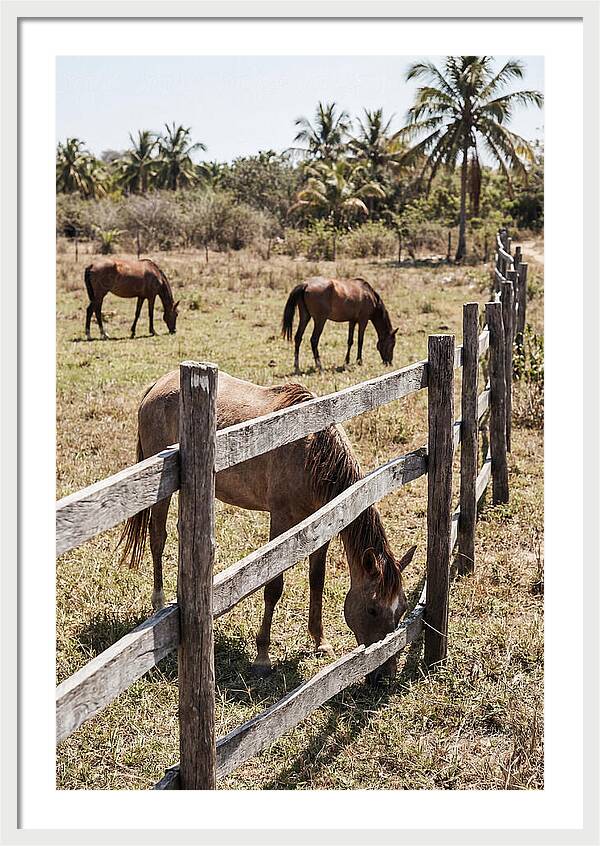 Post And Rail Fence With Horses