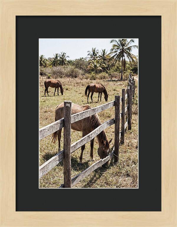 Post And Rail Fence With Horses
