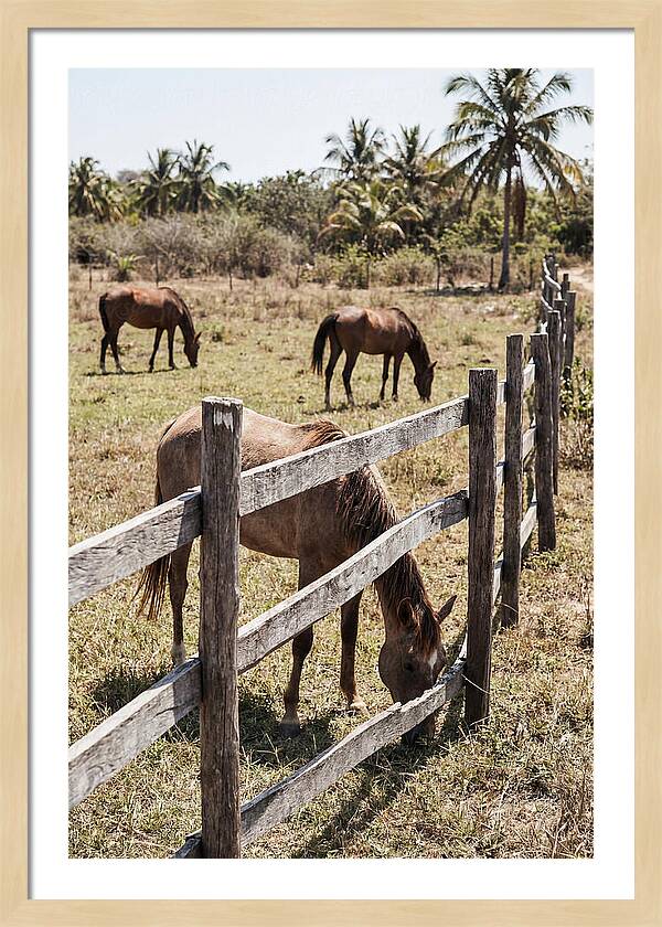 Post And Rail Fence With Horses