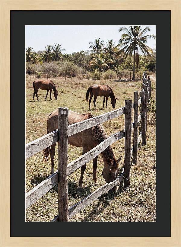 Post And Rail Fence With Horses