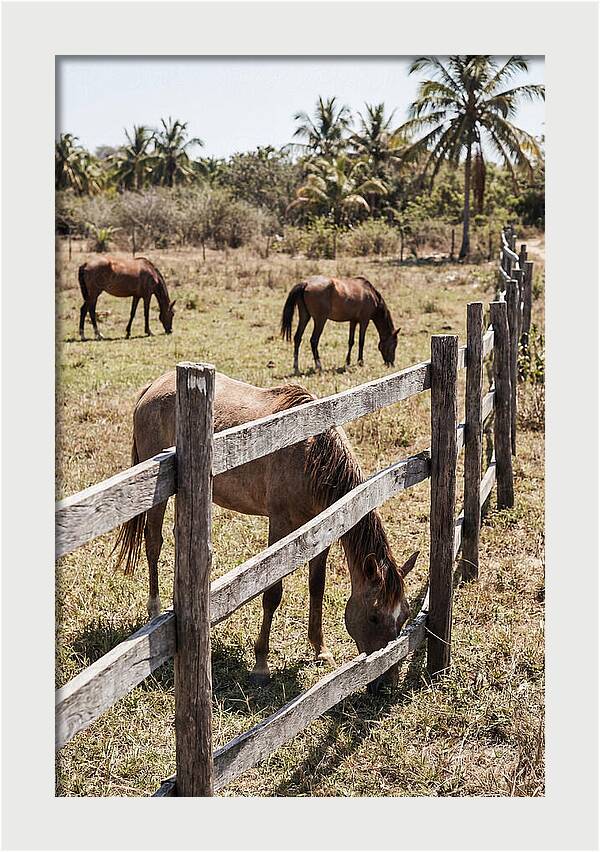 Post And Rail Fence With Horses