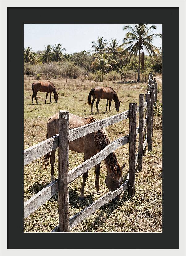 Post And Rail Fence With Horses