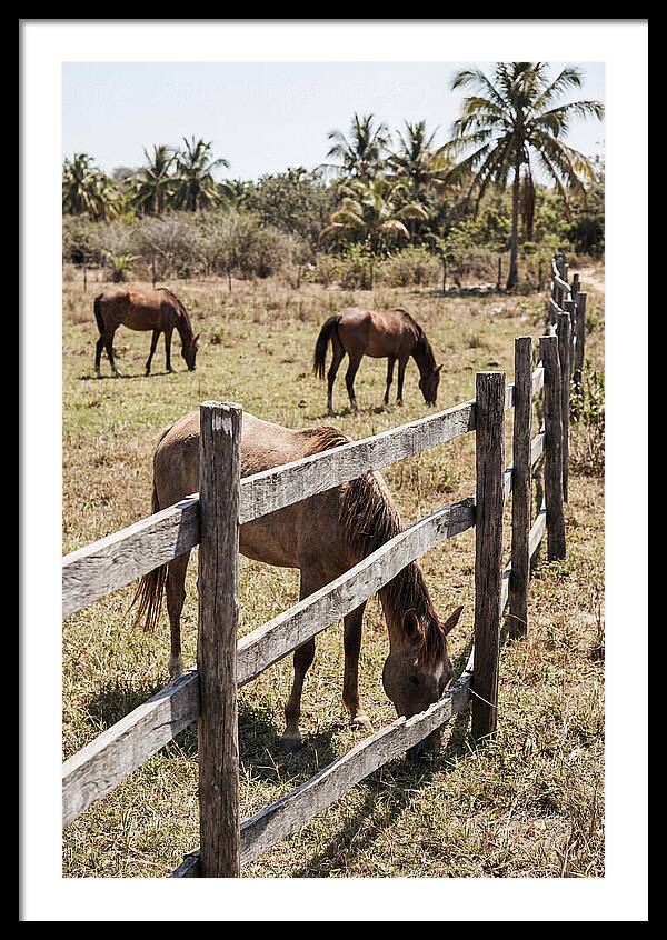 Post And Rail Fence With Horses