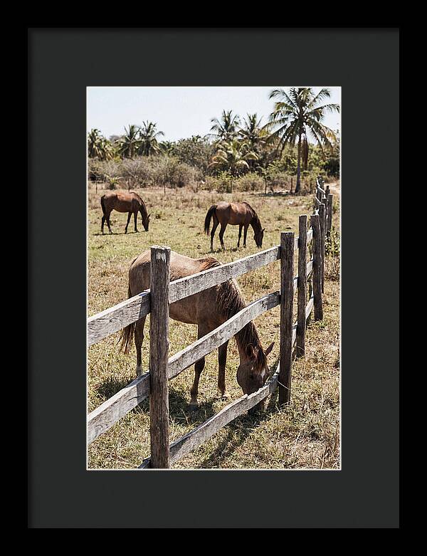 Post And Rail Fence With Horses