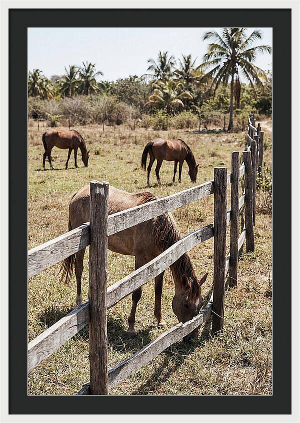Post And Rail Fence With Horses
