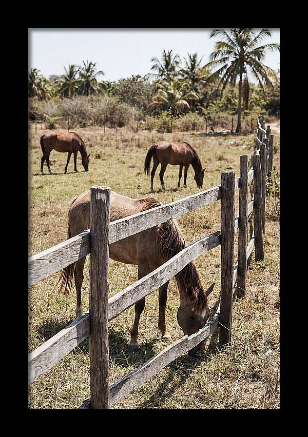 Post And Rail Fence With Horses
