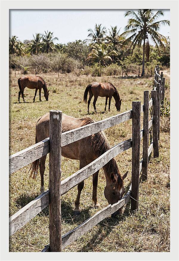 Post And Rail Fence With Horses